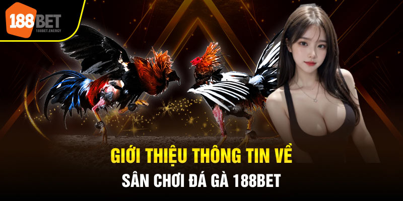 da ga 188bet 1 Giới thiệu thông tin về sân chơi đá gà 188BET